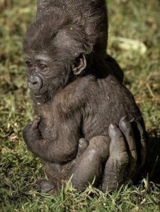 Ape baby in parents hand