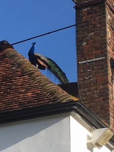 Peacock sunning himself on the roof