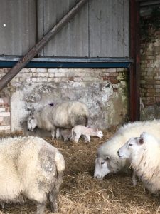 Unexpected Lambs in the barn